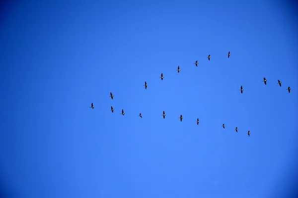 Cormorants in flight Low angle — Stock Photo, Image