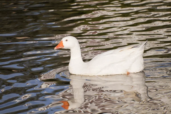 Αγριόχηνα κολύμπι στη λίμνη. αγρόκτημα πουλί — Φωτογραφία Αρχείου