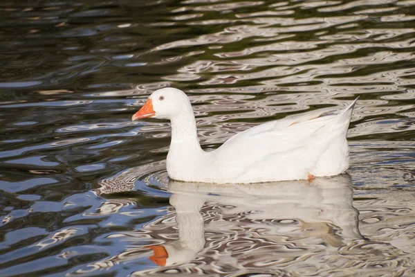 Ganso de neve nadando no lago. Aves de capoeira — Fotografia de Stock