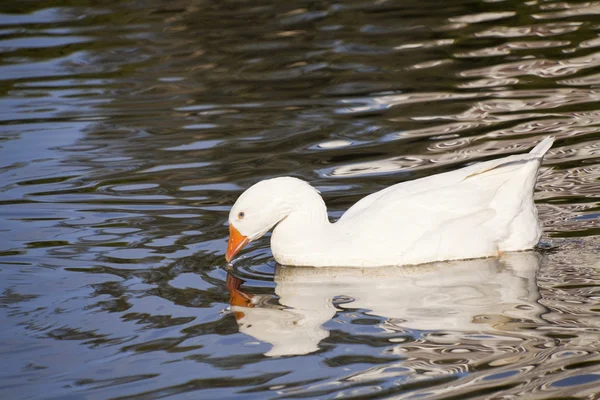 Oca da neve che nuota nel lago. Uccello domestico — Foto Stock