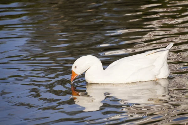 Sneeuwgans zwemmen in het meer. boerderij vogel — Stockfoto