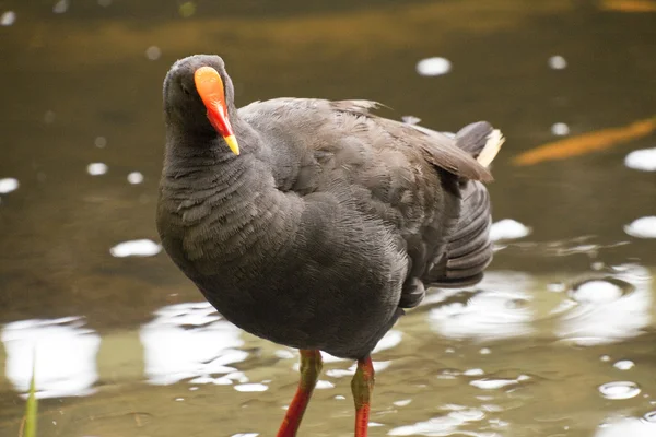 Pukeko. — Foto de Stock