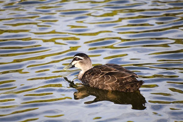 Wood duck — Stock Photo, Image