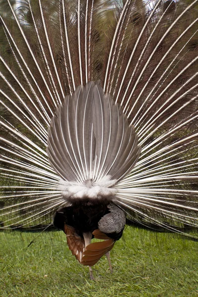 Beautiful indian peacock with fully fanned tail — Stock Photo, Image