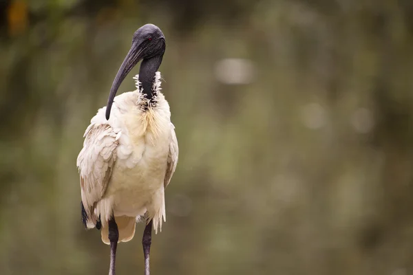 ஆஸ்திரேலியன் வெள்ளை ஐபிஎஸ் — ஸ்டாக் புகைப்படம்