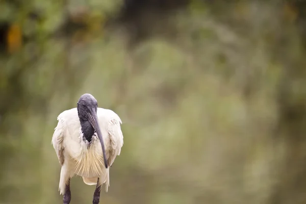 Australsk hvid ibis - Stock-foto