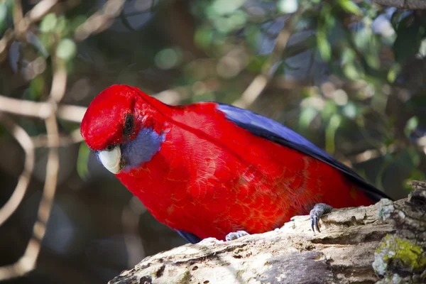 stock image Colorful australian rainbow lorikeet