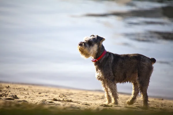 Terrier på stranden — Stockfoto