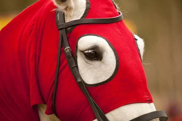 Testa di cavallo Cavallo da guerra di un cavaliere — Foto Stock