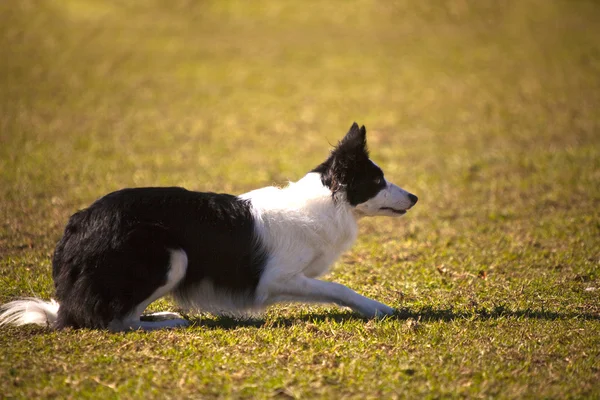 Eğitimli köpek — Stok fotoğraf