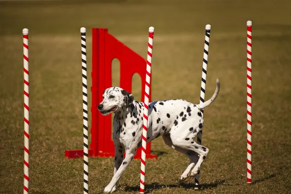 Dalmatian at agility course — Stock Photo, Image