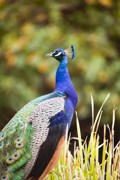 Vackra indiska påfågel — Stockfoto