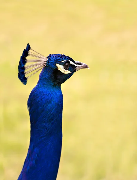 Belo pavão indiano — Fotografia de Stock