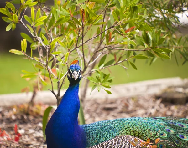Vackra indiska påfågel — Stockfoto