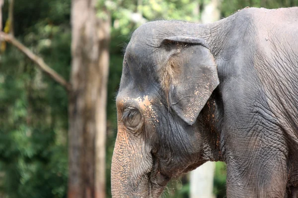 Elefante asiático na selva — Fotografia de Stock