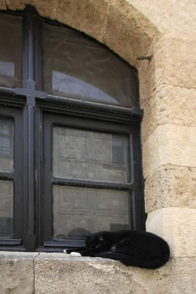 stock image Black cat in the window