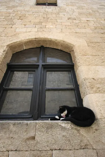 stock image Black cat in the window