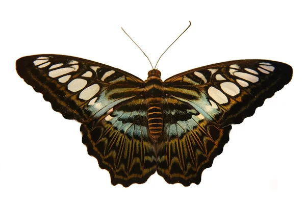 分離の蝶 — ストック写真