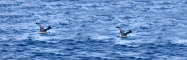 Seagull flight — Zdjęcie stockowe