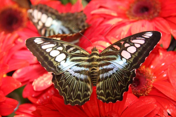 Метелики на червоній тропічній квітці — стокове фото