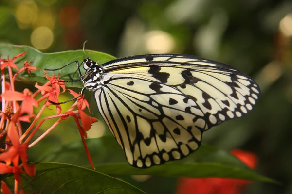 Kelebekler Kırmızı tropikal çiçek — Stok fotoğraf