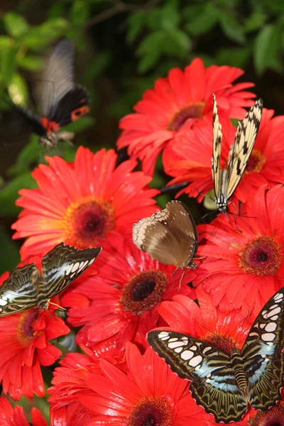 Butterflies on red tropical flower — Stock Photo, Image