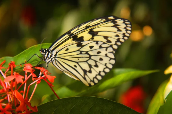 Mariposas sobre flor tropical roja — Foto de Stock