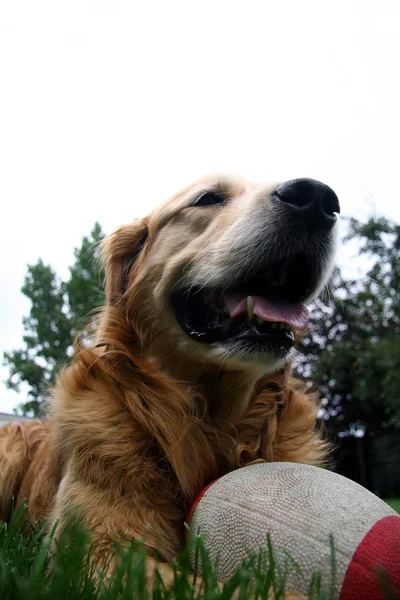 Golden retriever guarding a ball low angle — Stock Photo, Image
