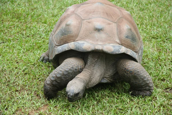 Żółw olbrzymi — Zdjęcie stockowe