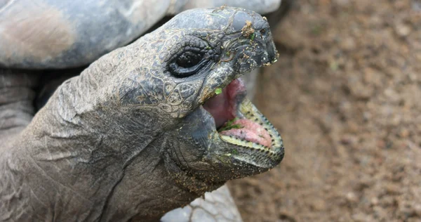 stock image Giant tortoise