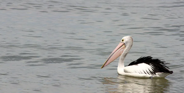 Pelican in the water — Stock Photo, Image