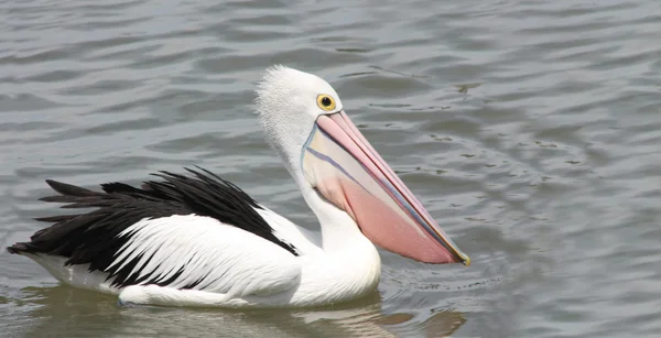 stock image Pelican in the water