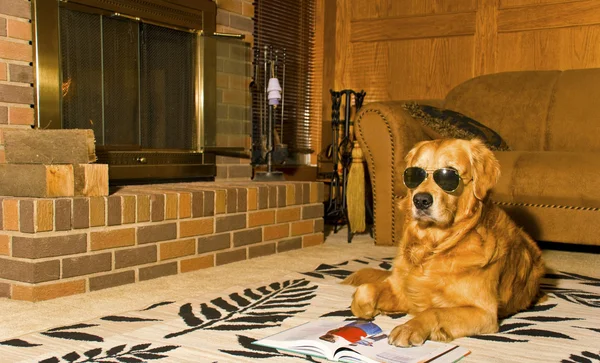 Złoty pies myśliwski w okularach ustanowione na dywanie — Zdjęcie stockowe
