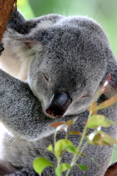 stock image Sleeping Koala