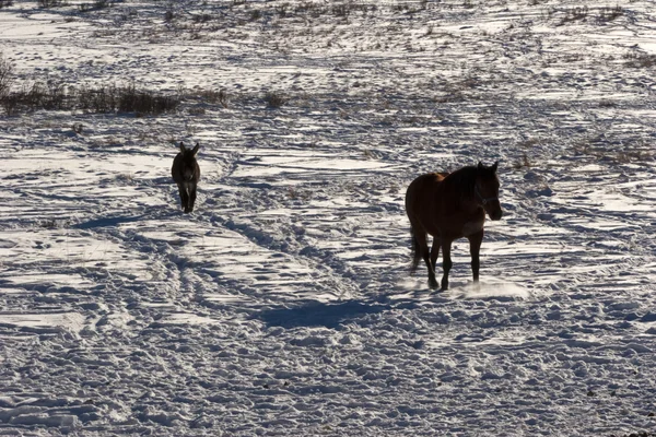 Horse and a donky on the snowy field — Stock Photo, Image
