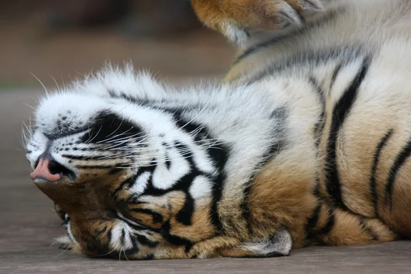 Les tigres face . — Photo