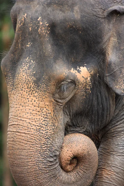 Elefante asiático na selva — Fotografia de Stock