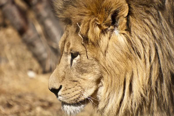 stock image Male Lion