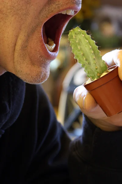 Mordedura de cactus — Foto de Stock
