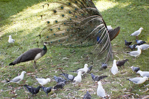 Ptačí rodina — Stock fotografie