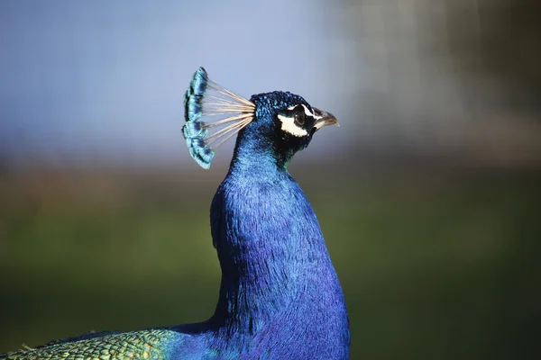 Blå påfågel — Stockfoto