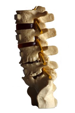 Human Spine clipart