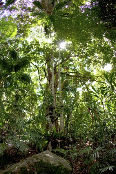 उष्णकटिबंधीय पाऊस जंगल — स्टॉक फोटो, इमेज
