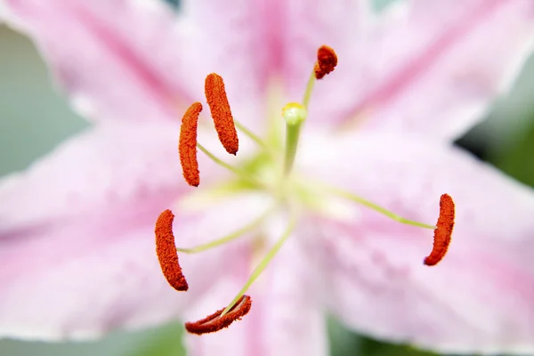 Open Lily — Stock Photo, Image
