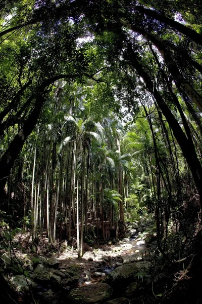 stock image Tropical Rainforest