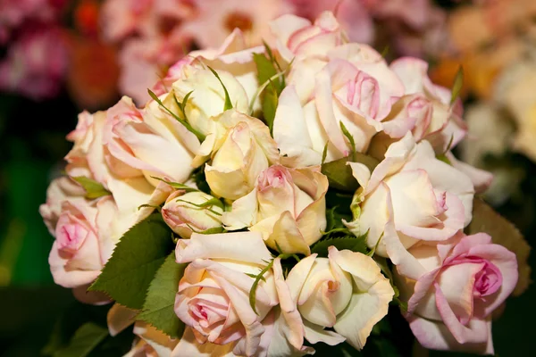 Rose assortite — Foto Stock