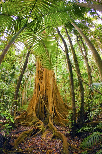 Foresta pluviale tropicale — Foto Stock