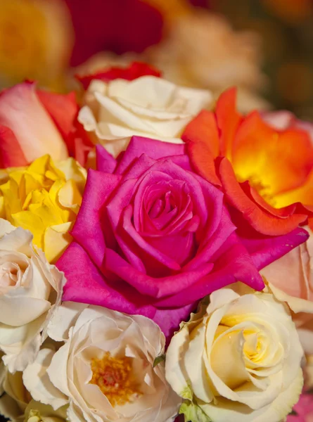 Rose assortite — Foto Stock