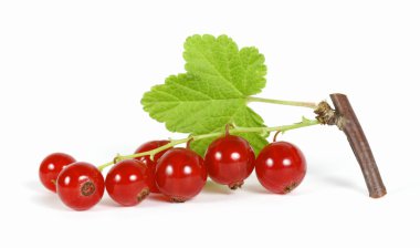 Redcurrants