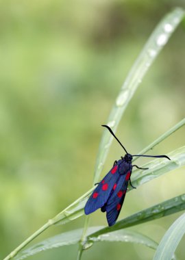 6-spot burnet